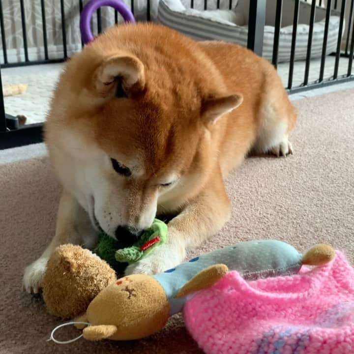 豆柴つむじくんのインスタグラム：「つむじのひとり遊び #豆柴 #柴犬 #시바견 #shiba #shibainu #shibastagram #shibalove #shibadog #つむじ #ここ柴部 #静か」