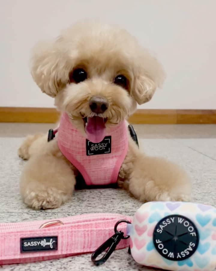 Truffle??松露?トリュフのインスタグラム：「📆(15Oct21) Happy TGIF😘 This is gonna be my new outfit for weekends outings 😘 pawrents say I look younger with this beautiful harness fm @sassywoof @buddyridersg #happyweekend #sassywoofsg #beautifulharness」