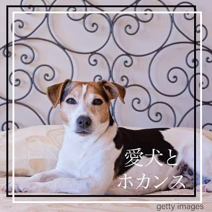 25ans SHOPさんのインスタグラム写真 - (25ans SHOPInstagram)「25ansデジタルで、愛犬と泊まれるラグジュアリーホテルの特集を掲載しています🐶 まずは、東京編から❣️ この秋、愛犬とホカンスはいかが❓ プロフィール欄のURLからチェック💖  #ペットと泊まれる宿  #犬と泊まれる宿  #犬のいる暮らし #犬と旅行 #エレドック #いぬすたぐらむ #いぬ部」10月15日 12時14分 - 25ans_dog