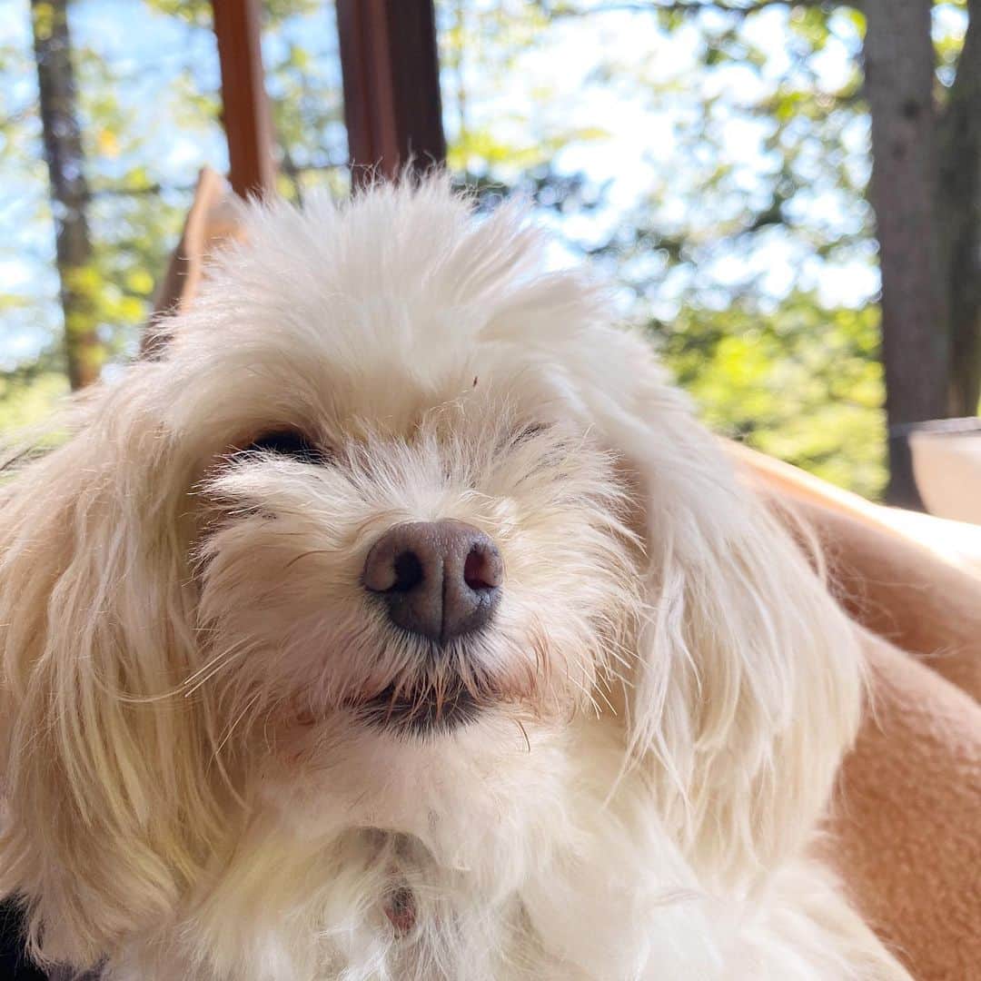 May Pakdee メイ パクディのインスタグラム：「Hello👋🏼 who needs a haircut ?😂 *mustache cut? . . . . . .  #maltipoo #2kgdog #マルプー#わんちゃん #軽井沢」