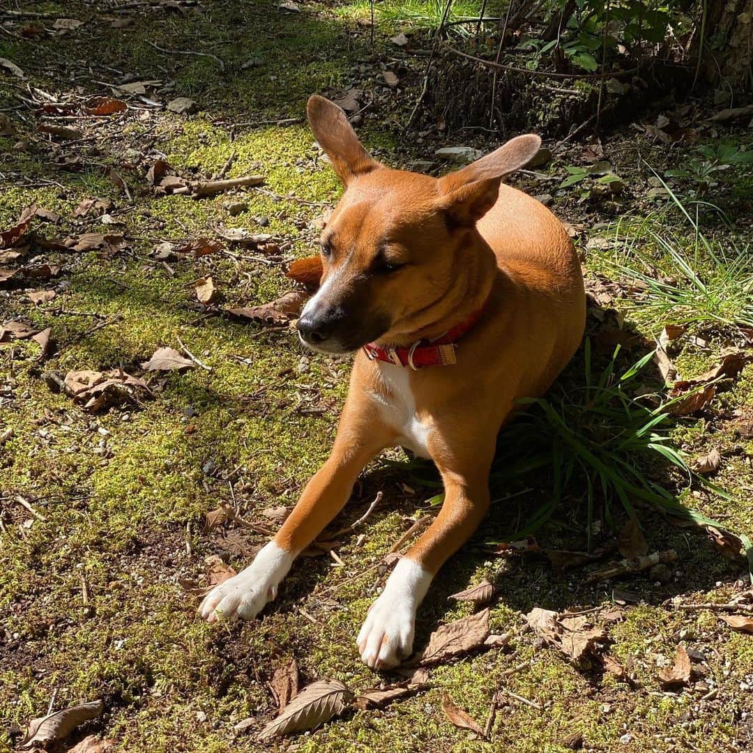 岡田美里さんのインスタグラム写真 - (岡田美里Instagram)「今日は日差しの中で休もう🍁 ・ ・ ・ と決心したクック🐕  #犬のいる暮らし  #わんこのいる生活  #犬  #保護犬  #クック #徳之島 から来たよ」10月15日 15時26分 - millieokada