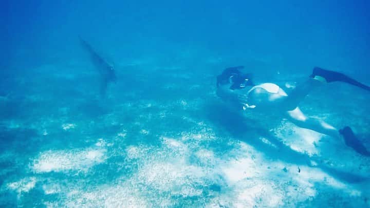 Chiakiのインスタグラム：「. ウミガメと🌊🐢 · · · #宮古島 #ウミガメ #ウミガメと泳ぐ #ウミガメ可愛すぎる #海の守り神 #ホヌ #幸せ #🐢」