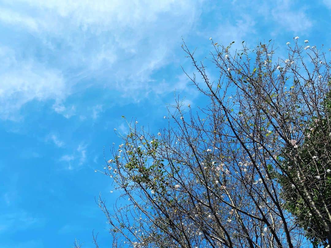 のインスタグラム：「✨🌸サクラサク🌸✨  近所の桜の木に花が咲いていた  サクラサク🌸 いい事ある前ぶれかなぁ🌸😌🖐🌸  自分の心に素直になって 信じた道をゆく✨🌱✨  負けないもん🍀😌🍀  ✨✨✨✨✨✨✨✨✨✨✨✨✨  ✨🌸 Sakurasaku 🌸✨  Flowers were blooming on the cherry tree in the neighborhood  Sakurasaku 🌸 I wonder if there is a good thing before 🌸😌🖐🌸  Be honest with your heart and follow the path you believed in ✨🌱✨  I won't lose 🍀😌🍀  ✨✨✨✨✨✨✨✨✨✨✨✨✨  #サクラサク #桜 #素敵なことがたくさんありますように #空 #想い #負けない心 #美  #生きる意味 #sexy #セクシー系 #ジム女子 #美肌ケア #写真好きな人と繋がりたい #女優好きな人と繋がりたい #美意識人と繋がりたい  #幸福 #happy #東京 #tokyo #日本 #japan  #ウォーキング女子 #美魔女モデル #actress #followforfollowback #ポートレート女子 #loveyou #筋トレ女子 #仲間募集  #空が好きな人と繋がりたい」
