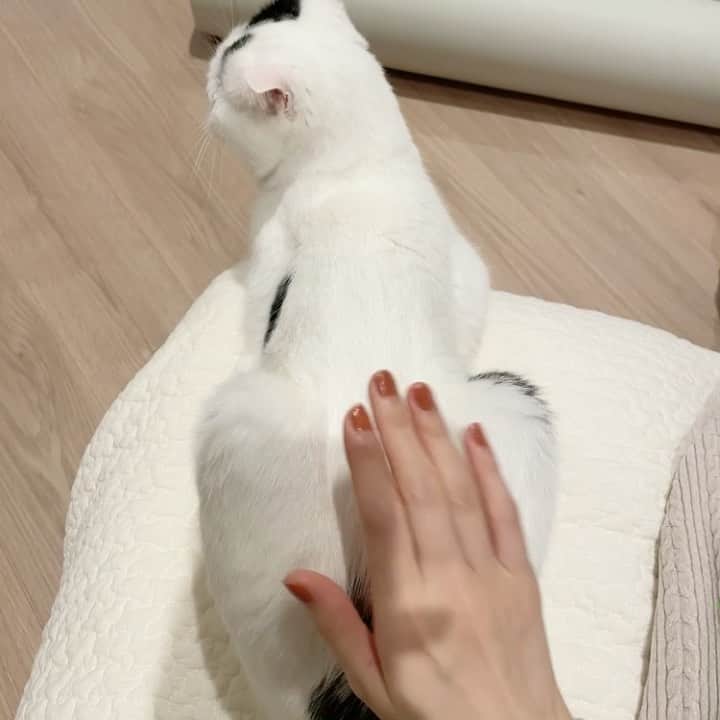 のインスタグラム：「ポンポンをサボると怒られるよ  #はちお #まめ大福はちお #おしりぽんぽん #やめると怒られる #力加減を間違えるとかじられる #しつこくポンポンしてもかじられる #むつかしいお年頃 #声高男子」