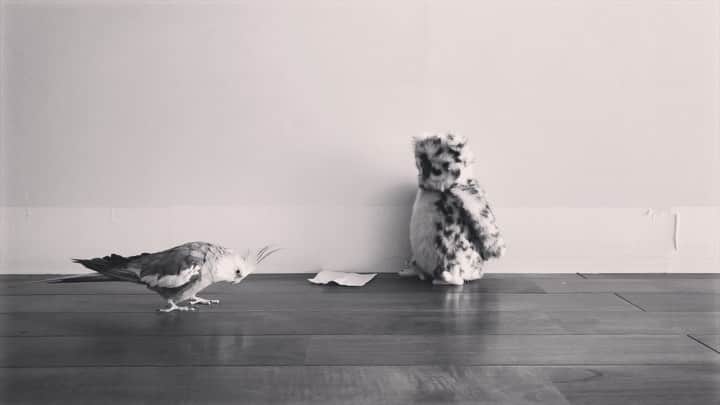 YURAPOi ゆらぽぃのインスタグラム：「🐿🐻‍❄️🦉🦔🐇 📃🐦💦💦💦」