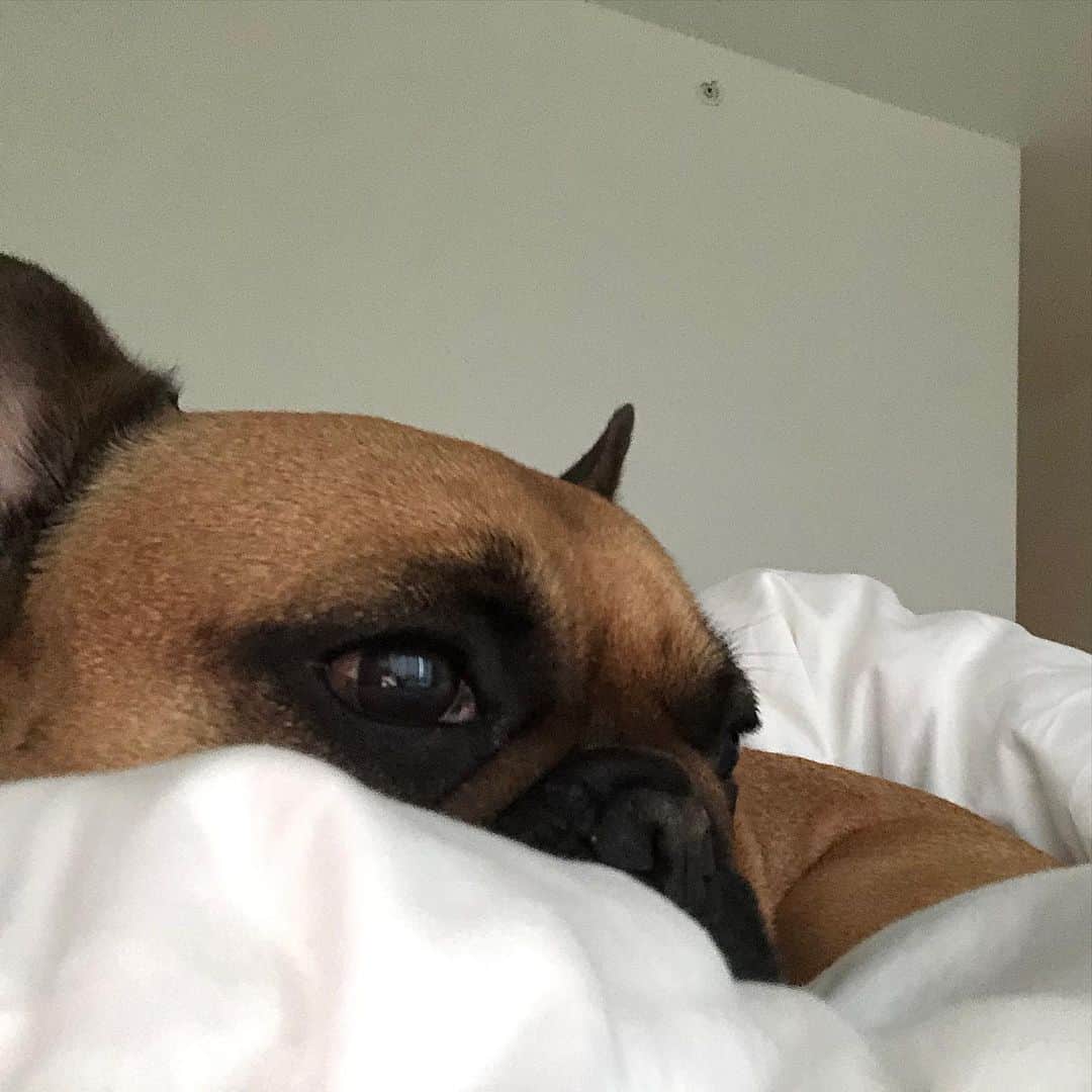 ニコラ・ペルツさんのインスタグラム写真 - (ニコラ・ペルツInstagram)「My heart is shattered.  My angel frankie has gone to heaven and I can’t fathom the idea of not being able to kiss his face one more time. Every room he walked into everyone ran to him. His energy was so pure and full of happiness. He was the kindest dog I’ve ever met. The fact I got to be his mom is one of the proudest things I can say. I miss him so much, my heart will never be the same without him here on earth.  I love you so much frankie and I know I’ll see you again one day.  Thank you for loving me.」10月16日 6時25分 - nicolaannepeltzbeckham