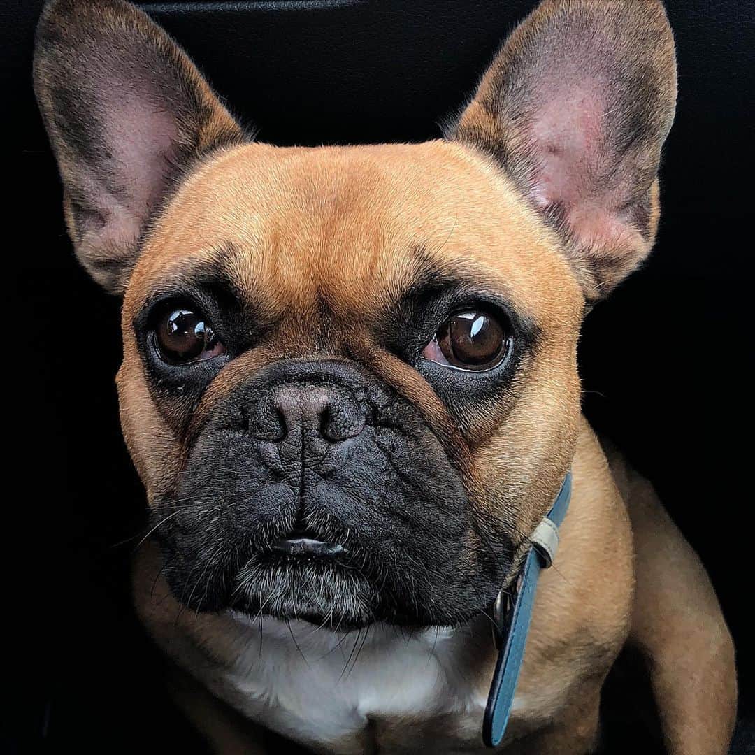 ニコラ・ペルツさんのインスタグラム写真 - (ニコラ・ペルツInstagram)「My heart is shattered.  My angel frankie has gone to heaven and I can’t fathom the idea of not being able to kiss his face one more time. Every room he walked into everyone ran to him. His energy was so pure and full of happiness. He was the kindest dog I’ve ever met. The fact I got to be his mom is one of the proudest things I can say. I miss him so much, my heart will never be the same without him here on earth.  I love you so much frankie and I know I’ll see you again one day.  Thank you for loving me.」10月16日 6時25分 - nicolaannepeltzbeckham