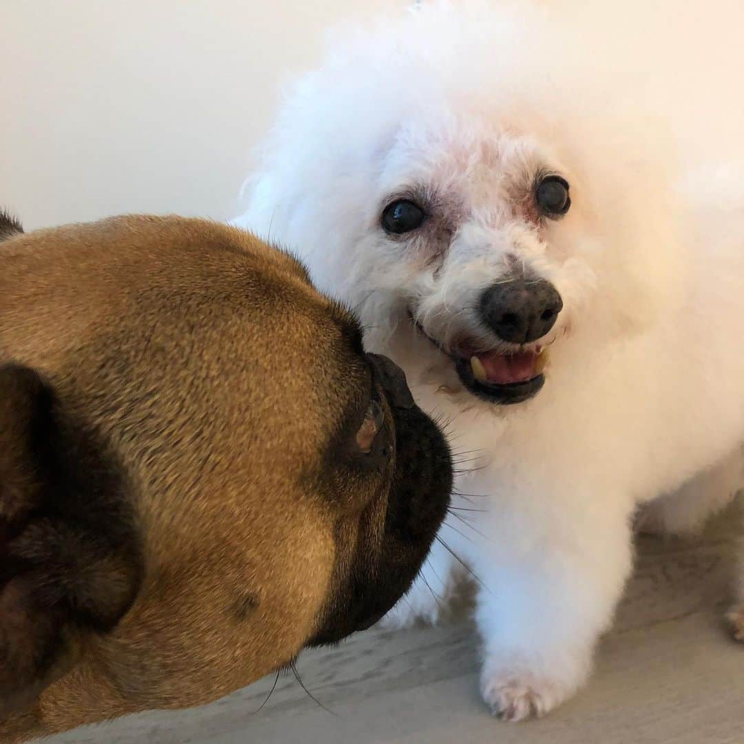 ニコラ・ペルツさんのインスタグラム写真 - (ニコラ・ペルツInstagram)「My heart is shattered.  My angel frankie has gone to heaven and I can’t fathom the idea of not being able to kiss his face one more time. Every room he walked into everyone ran to him. His energy was so pure and full of happiness. He was the kindest dog I’ve ever met. The fact I got to be his mom is one of the proudest things I can say. I miss him so much, my heart will never be the same without him here on earth.  I love you so much frankie and I know I’ll see you again one day.  Thank you for loving me.」10月16日 6時25分 - nicolaannepeltzbeckham