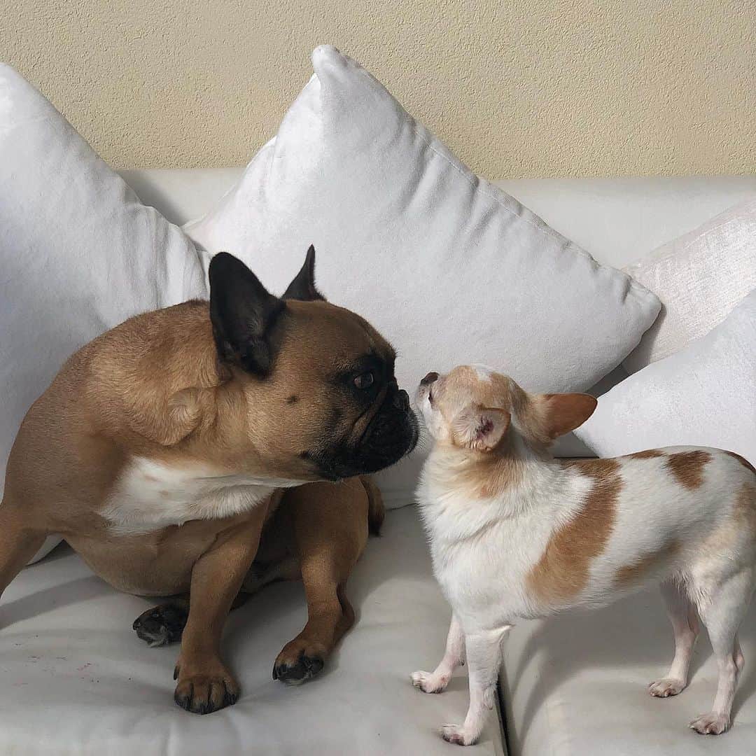 ニコラ・ペルツさんのインスタグラム写真 - (ニコラ・ペルツInstagram)「My heart is shattered.  My angel frankie has gone to heaven and I can’t fathom the idea of not being able to kiss his face one more time. Every room he walked into everyone ran to him. His energy was so pure and full of happiness. He was the kindest dog I’ve ever met. The fact I got to be his mom is one of the proudest things I can say. I miss him so much, my heart will never be the same without him here on earth.  I love you so much frankie and I know I’ll see you again one day.  Thank you for loving me.」10月16日 6時25分 - nicolaannepeltzbeckham