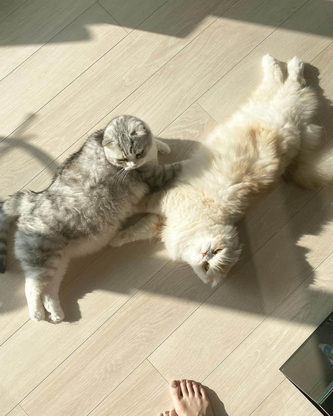 のインスタグラム：「🐈＋🐶＋👶＝癒し  ペットと赤ちゃんどうやって一緒に暮らしてますか？と言う質問を良くいただきます。  初めの1か月はアレルギーや怪我が怖かったのでほぼ近づけず、それぞれのパーソナルスペースを確保した中で、抱っこしながら少し遠くから見せたり、話しかけたりしてました✨  🐶🐈達の身体の緊張が取れてきたなぁ〜👶も大丈夫そうだな、と思ったら日常にすこーし👶を溶け込ませてみる。  敵だと思わせないように手が空いたら出来る限りスキンシップをとって、家族が増えたよ〜とかお兄ちゃんだから優しくしてね〜と話しかけていました。  そしたらみんな優しく👶との適度な距離を保ちつつ、側で見守ってくれています✨  前ほど遊んであげれなくてごめんね🙏と思う半面、それぞれが成長していっててそれを見るのがまた癒し✨  いつか👶から絡みに行く日が来るのかな？  そんな最近の #プレママ　#育児日記  でした♡ #スコティシュフォールド #チワワ　#動物　#赤ちゃんと犬  #赤ちゃんと猫  #赤ちゃんとの暮らし」