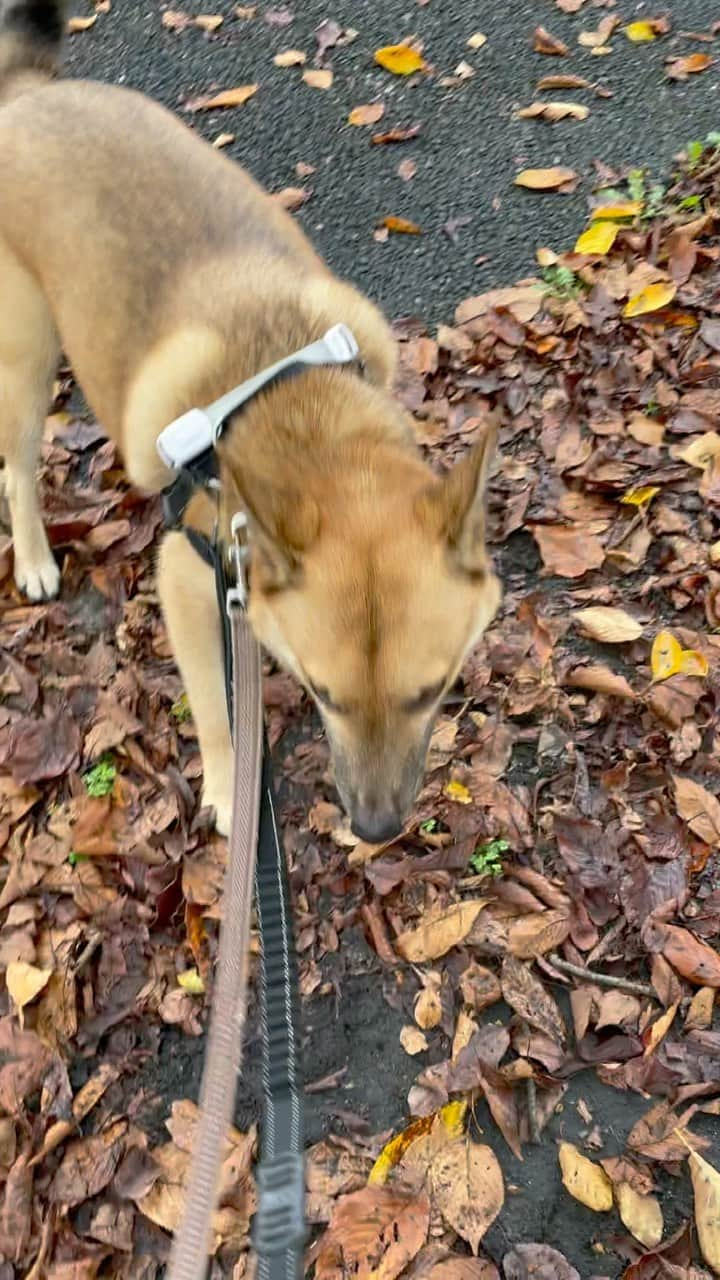 佐々木海のインスタグラム：「戦いは突然始まる。 #犬 #イヌ #イヌスタグラム #いぬすたぐらむ #犬バカ部 #いぬばか部 #ふわもこ部 #いぬら部 #犬のいる暮らし #保護犬 #元野犬 #雑種 #雑種犬 #ビビり犬 #里親 #保護犬を家族に #保護犬を飼おう #殺処分ゼロ #dog #dogs #dogstagram #doglove #doglover #doglovers #doglife #dogslife #rescuedog #rescueddog」