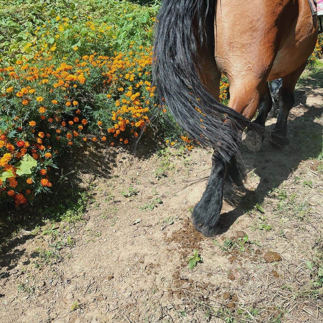 のインスタグラム：「holiday 🐴」