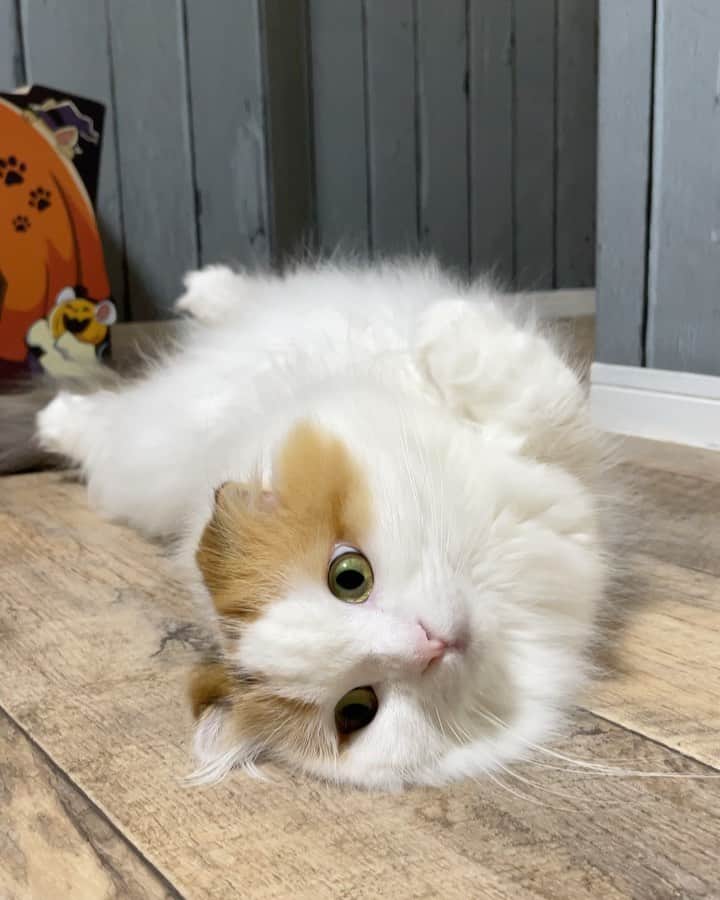 のインスタグラム：「Basic form  身体ねじねじ からの くるりんパ  表現がいちいち昭和😂  #kawaii #neko #weeklyfluff #scottishfold #cat #adorable #beautiful #catlover #catlife #meowed」
