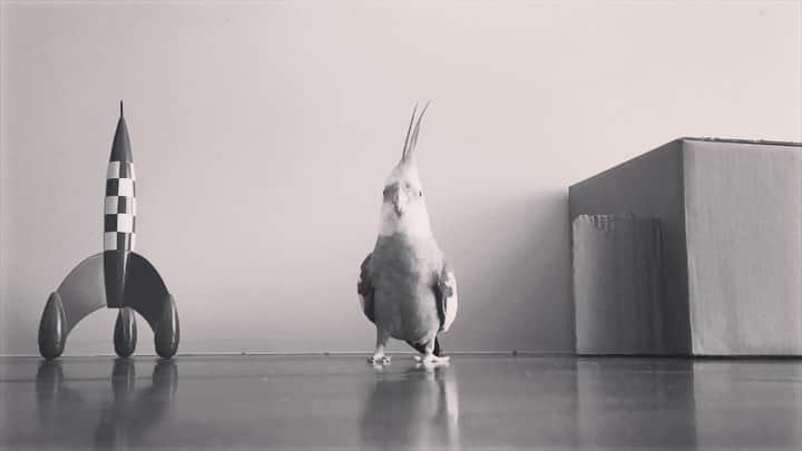 YURAPOi ゆらぽぃのインスタグラム：「🚀🐦 ぼくの大好きなゆらセンパイと 赤いロケット」