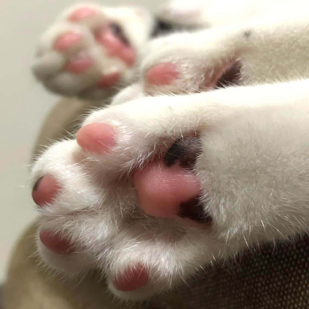 ピーちゃん＆ニャーさんさんのインスタグラム写真 - (ピーちゃん＆ニャーさんInstagram)「肉球攻め🐾🐾🐾🥰 しんちゃんの肉球、ピンクでかわいい🥰」10月16日 20時04分 - ryotukoro