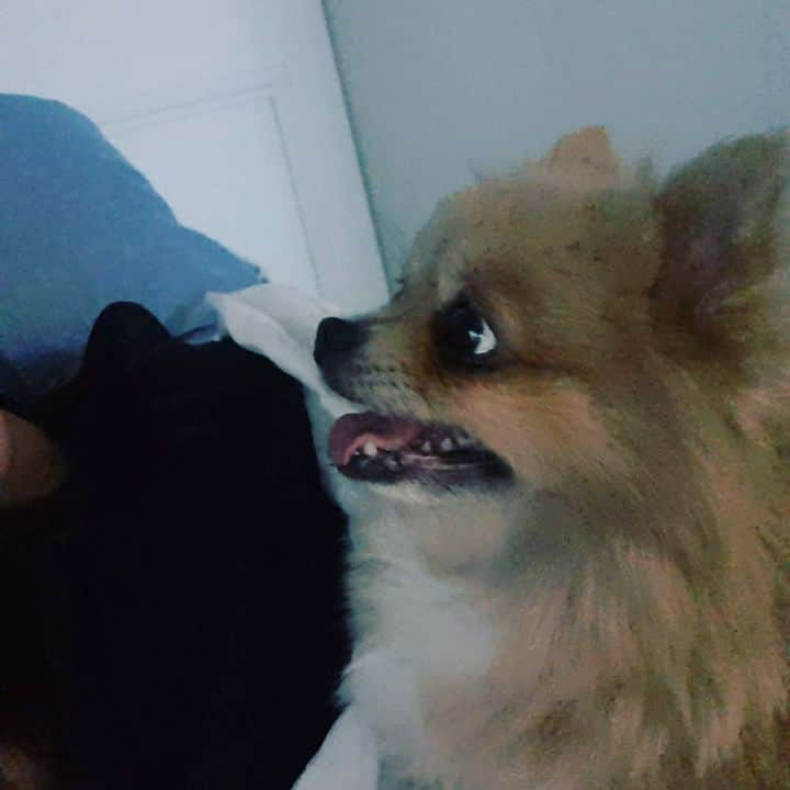チョン・ヘビンのインスタグラム：「우리 참 잘 통했는데 어떻게든 말해주고 싶었던  혜피피가 가장 사랑하는 사람 고마워 사랑해 미안해   #보고싶은혜피 #20191017 #너를보내고2년」