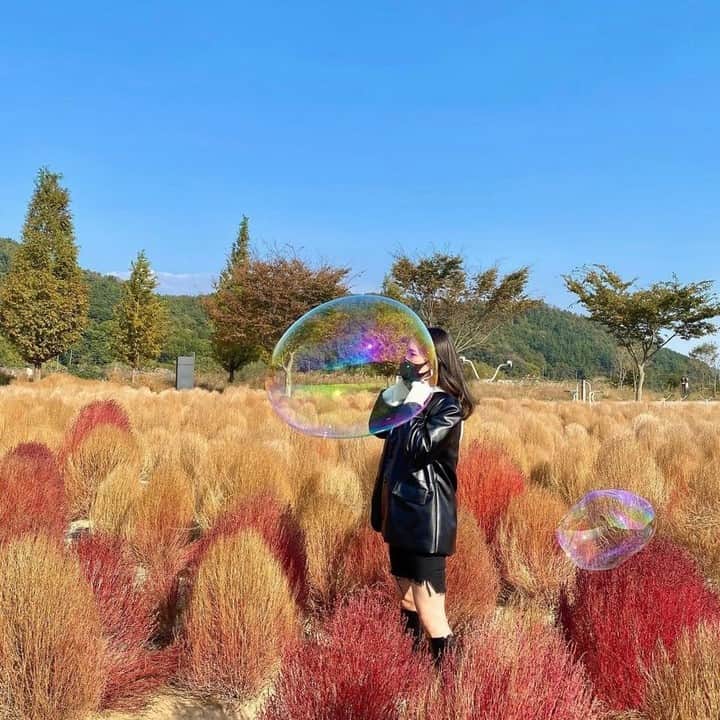 ハルハルさんのインスタグラム写真 - (ハルハルInstagram)「韓国女子流🍂コキアの中で撮るならこんな写真♡  あんにょん！ ハルハル編集部のみみちゃんですꪔ̤̮ ♡  9月下旬から10月上旬頃にかけて紅葉し始めるコキア🍂 見頃は10月中旬以降といわれていますよね！  日本では茨城県にある国営ひたち海浜公園や 宮城県にある国営みちのく杜の湖畔公園など、 コキアが見られる場所がたくさんあります。  せっかくコキアに埋もれながら写真を撮るなら 可愛くてユーモアのある撮り方がいいですよね♡  そこで、今回は韓国女子の皆さんにお写真を借りしたので ぜひ参考にしてもらえたら嬉しいです📷  撮影者とモデルの距離感だったり モデルのひざ下くらいで切る撮り方は特に真似したいかも！  今回の可愛いお写真は、 以下の方からお借りしています♡ ‌ Thanks for…  @my_blanc_ 님 @12.o_ok 님 @choi_bobobobooo 님 @miinjii_o_o 님 @5dong2 님  #ハルハル をタグ付けしていただくと、 ハルハルのInstagramに投稿させていただくために ハルハルからご連絡させていただく場合がございます  #하루하루 를 태그하시면 하루하루의 인스타그램에서 사용할 경우가 있습니다. 사용하기 전에 하루하루로부터 연락을 드리겠습니다.  #コキア #コキアパーク #コキアの紅葉 #秋の花 #お花畑 #エモい写真 #エモい写真が撮りたい #他撮り #他撮り盛り #他撮り女子 #의령댑싸리 #의령나들이 #의령호국의병의숲 #경남의령 #가을의묘미 #코키아」10月17日 17時00分 - haruharu_furyu