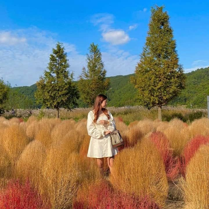 ハルハルのインスタグラム：「韓国女子流🍂コキアの中で撮るならこんな写真♡  あんにょん！ ハルハル編集部のみみちゃんですꪔ̤̮ ♡  9月下旬から10月上旬頃にかけて紅葉し始めるコキア🍂 見頃は10月中旬以降といわれていますよね！  日本では茨城県にある国営ひたち海浜公園や 宮城県にある国営みちのく杜の湖畔公園など、 コキアが見られる場所がたくさんあります。  せっかくコキアに埋もれながら写真を撮るなら 可愛くてユーモアのある撮り方がいいですよね♡  そこで、今回は韓国女子の皆さんにお写真を借りしたので ぜひ参考にしてもらえたら嬉しいです📷  撮影者とモデルの距離感だったり モデルのひざ下くらいで切る撮り方は特に真似したいかも！  今回の可愛いお写真は、 以下の方からお借りしています♡ ‌ Thanks for…  @my_blanc_ 님 @12.o_ok 님 @choi_bobobobooo 님 @miinjii_o_o 님 @5dong2 님  #ハルハル をタグ付けしていただくと、 ハルハルのInstagramに投稿させていただくために ハルハルからご連絡させていただく場合がございます  #하루하루 를 태그하시면 하루하루의 인스타그램에서 사용할 경우가 있습니다. 사용하기 전에 하루하루로부터 연락을 드리겠습니다.  #コキア #コキアパーク #コキアの紅葉 #秋の花 #お花畑 #エモい写真 #エモい写真が撮りたい #他撮り #他撮り盛り #他撮り女子 #의령댑싸리 #의령나들이 #의령호국의병의숲 #경남의령 #가을의묘미 #코키아」