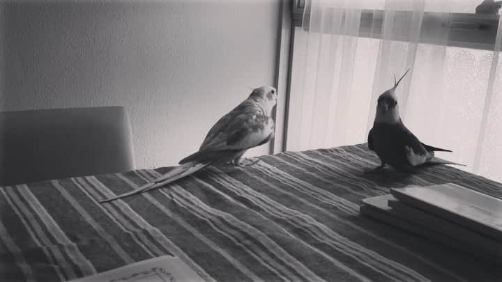 YURAPOi ゆらぽぃのインスタグラム：「🐦💦💦🐤✨ ※音量注意 大きな音が出る場合がありまのでボリュームにご注意ください」