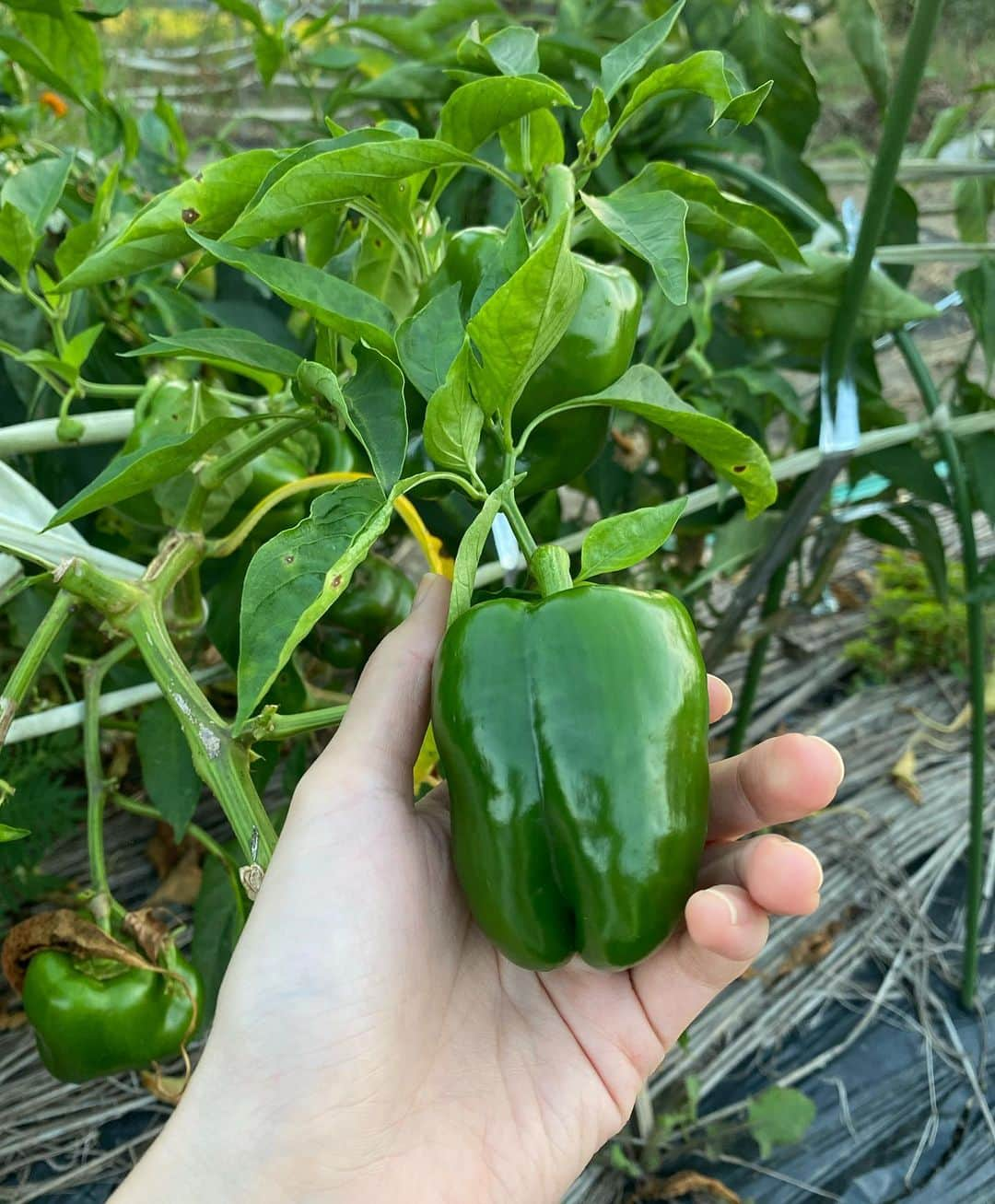 矢野未希子さんのインスタグラム写真 - (矢野未希子Instagram)「お義父さんと野菜収穫🌳 この日はナスとオクラとピーマンを🫑  マリーゴールドが夕日に照らされて綺麗✨  マリーゴールドは虫除けにもなるみたいで、 私もいつか畑に植えたい🌼  それにしてもいくつ蚊に刺されたんだろう。 おでこも顔も😂」10月17日 14時25分 - mikko1104