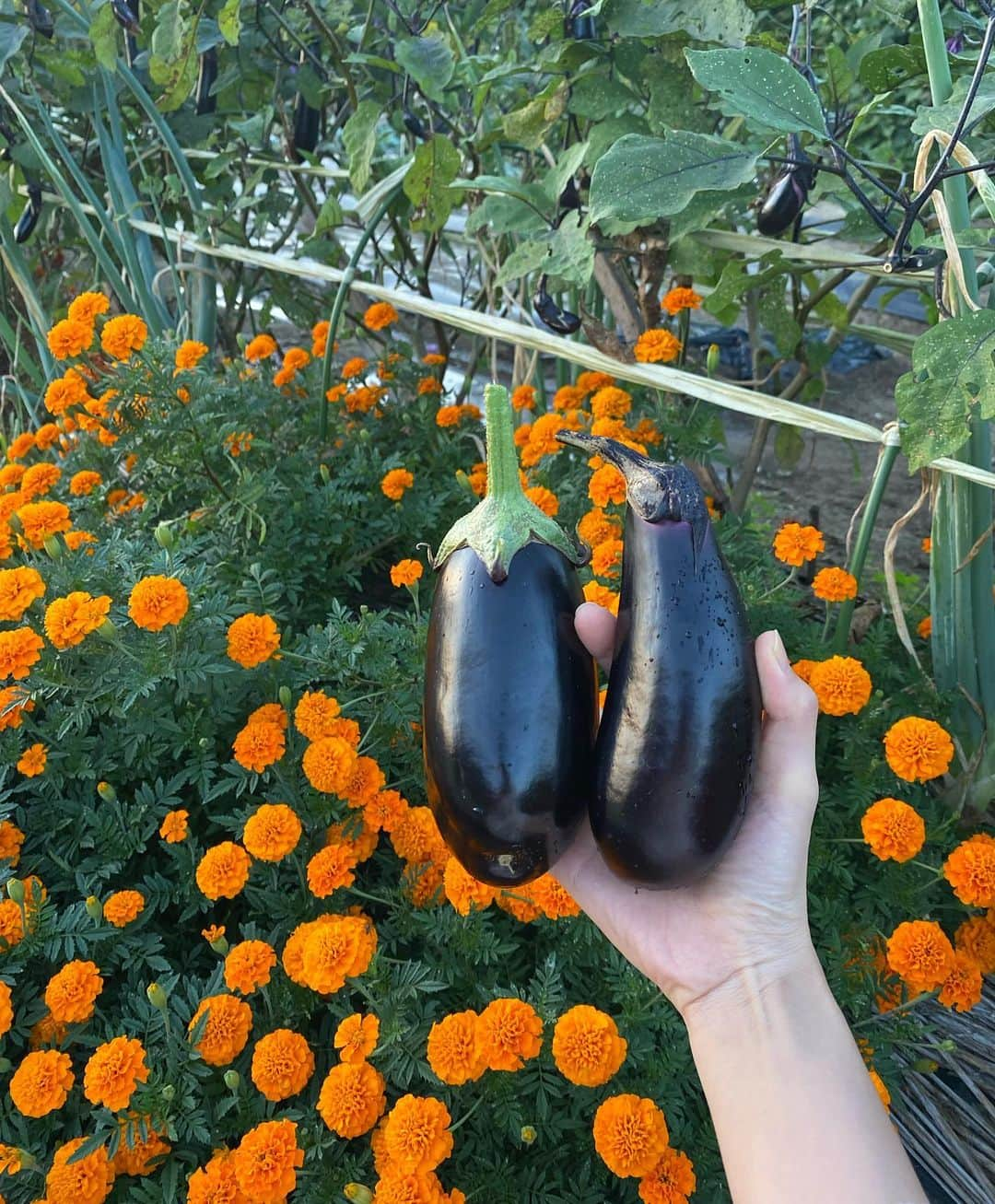 矢野未希子さんのインスタグラム写真 - (矢野未希子Instagram)「お義父さんと野菜収穫🌳 この日はナスとオクラとピーマンを🫑  マリーゴールドが夕日に照らされて綺麗✨  マリーゴールドは虫除けにもなるみたいで、 私もいつか畑に植えたい🌼  それにしてもいくつ蚊に刺されたんだろう。 おでこも顔も😂」10月17日 14時25分 - mikko1104