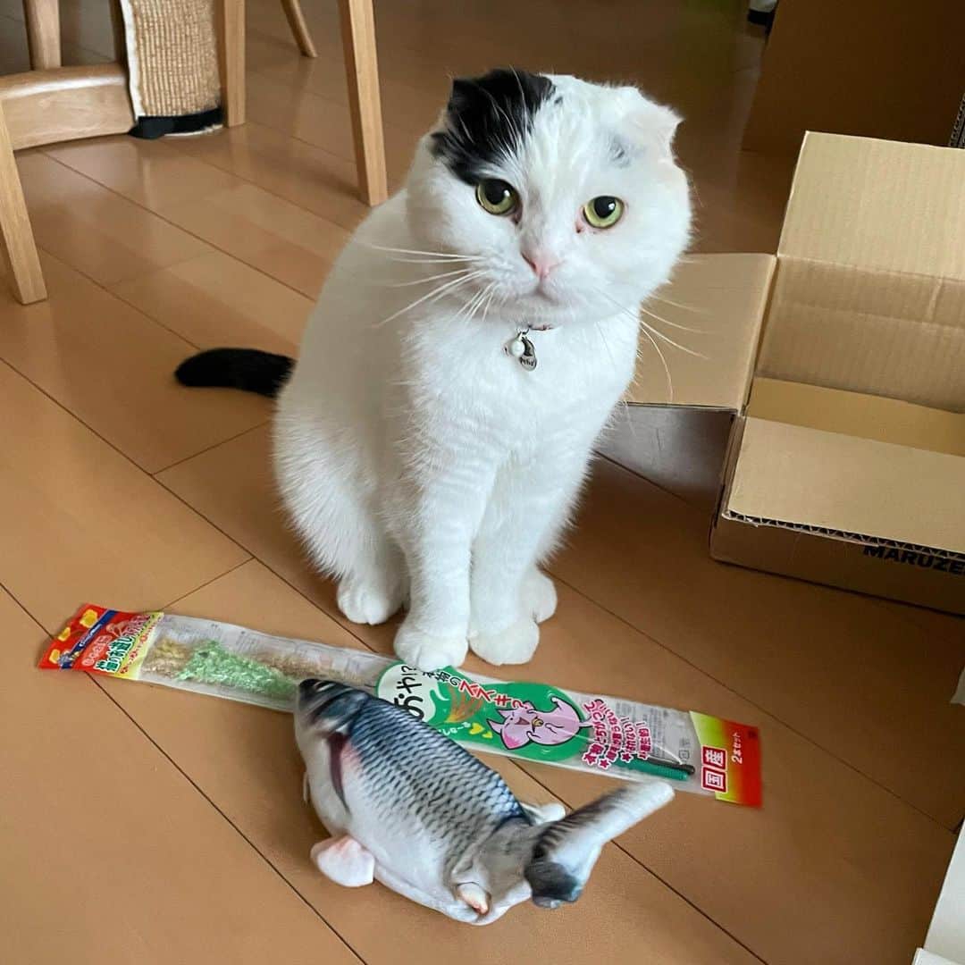 マロニーのインスタグラム：「マロニー＜お誕生日プレゼントをもらったぜ😼 （キャットダンスっていう針金のおもちゃが1番お気に入りのようです😌丸い爪研ぎも好きね🎵 ピチピチお魚さんと戦っていたら横からハルが…） #マシュマロマロニー　#cat #scottishfold #ねこ　#猫　#ネコ　#スコティッシュフォールド　#マロニー　#お誕生日プレゼント」