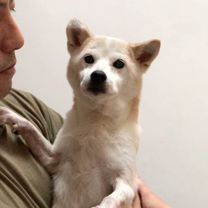 柴犬リリコのインスタグラム：「ママを見て喜ぶ可愛いリリコちゃま💕💕」