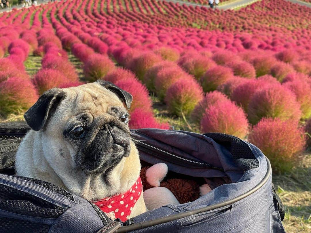 真飛聖さんのインスタグラム写真 - (真飛聖Instagram)「おもちと・・・  遠足に行ってきました🐾  『国営ひたち海浜公園』まで。  『コキア』が ものすごーーーく綺麗な紅葉で、 本当に 感動しました✨ コスモスも 可愛かったなぁ。  季節によって、色々なお花が咲くので、 四季折々楽しめるみたいです☺︎  心もたっぷり癒されました・・・  ストーリーズに載せてるので見てね〜  #茨城県#国営ひたち海浜公園 #素晴らしいところ #違う季節も行きたい #コキアの紅葉見頃 #パグ#pug #おもち#遠足」10月17日 21時28分 - sei_matobu