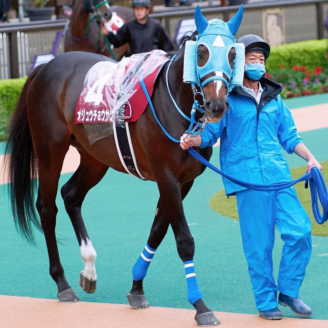 石川彩夏さんのインスタグラム写真 - (石川彩夏Instagram)「競馬が好きになった理由の一つに オジュウチョウサンの存在があります。 私にとって大切な推し。 オジュウがどの道を選ぼうと応援するのみです。 会えて嬉しかった。 無事に帰ってきてくれてありがとう。 * * 競馬場への入場抽選をし、本気で撮影してるあたり、パドックキャスターという立場通り越して本当にただの競馬ファンだな😂笑  * * #オジュウチョウサン #東京ハイジャンプ #東京競馬場」10月17日 22時49分 - ayaka0711zi