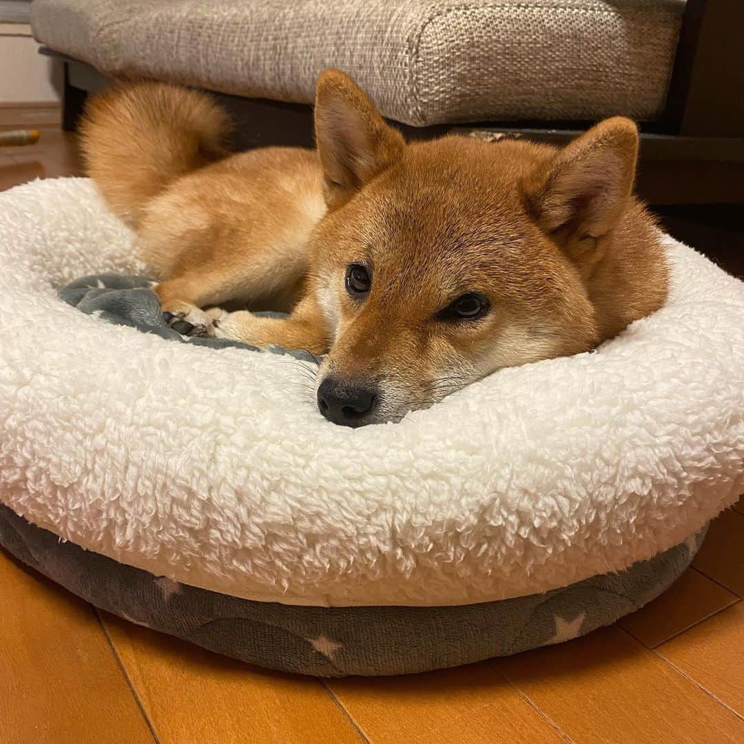 蒼井里紗のインスタグラム：「こまめの新しいベッド  ぬくぬく〜  ＃柴犬 #しばすたぐらむ  #しばいぬのいる生活  #柴犬ライフ  #nウォームペットベッド」