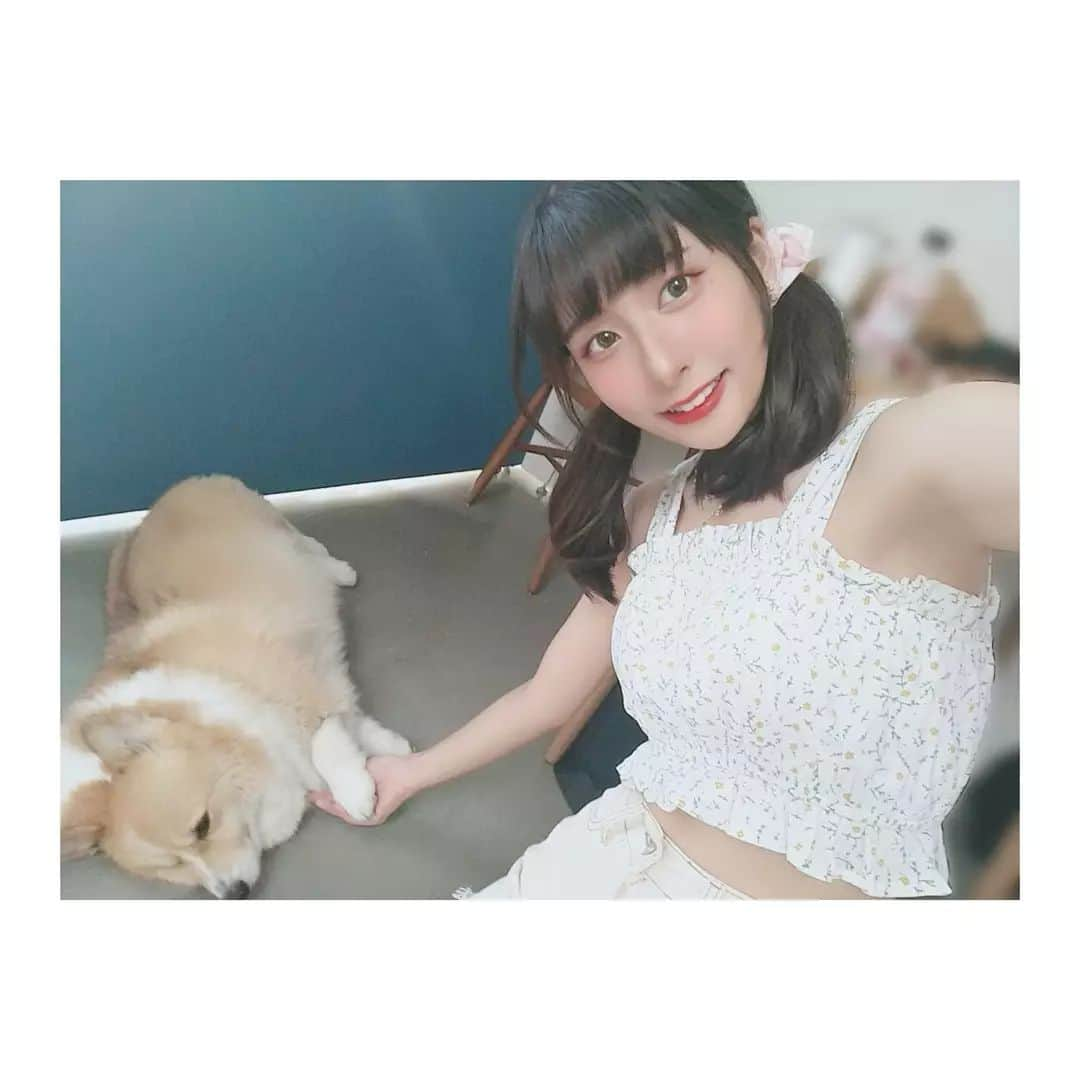 宮田留佳のインスタグラム：「🐾 大家晚安😍 今天也聊得很開心哦😊 照片With超可愛的柯基小花 @falomedia 不管多想睡還是會握手💕超可愛的🥰🥰 - どんなに眠たくてもちゃんとお手してくれる可愛いコーギー花ちゃん🌼🐾 撮影の休憩中めちゃくちゃ癒やされました♥ - #AKB48TeamTP #AKB48 #TeamTP  #居家女友 #宮田留佳 #嚕卡 #followme」