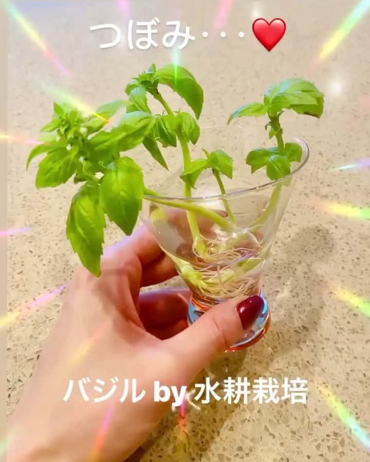 ELISAのインスタグラム：「バジル栽培日記 #3 (？ 咲いたー🥰🥰🥰🥰🥰🥰🥰  #バジル #水耕栽培 #成長日記 #幸せ #🌱 #🌼 #🌸 #歌手 #ELISA」