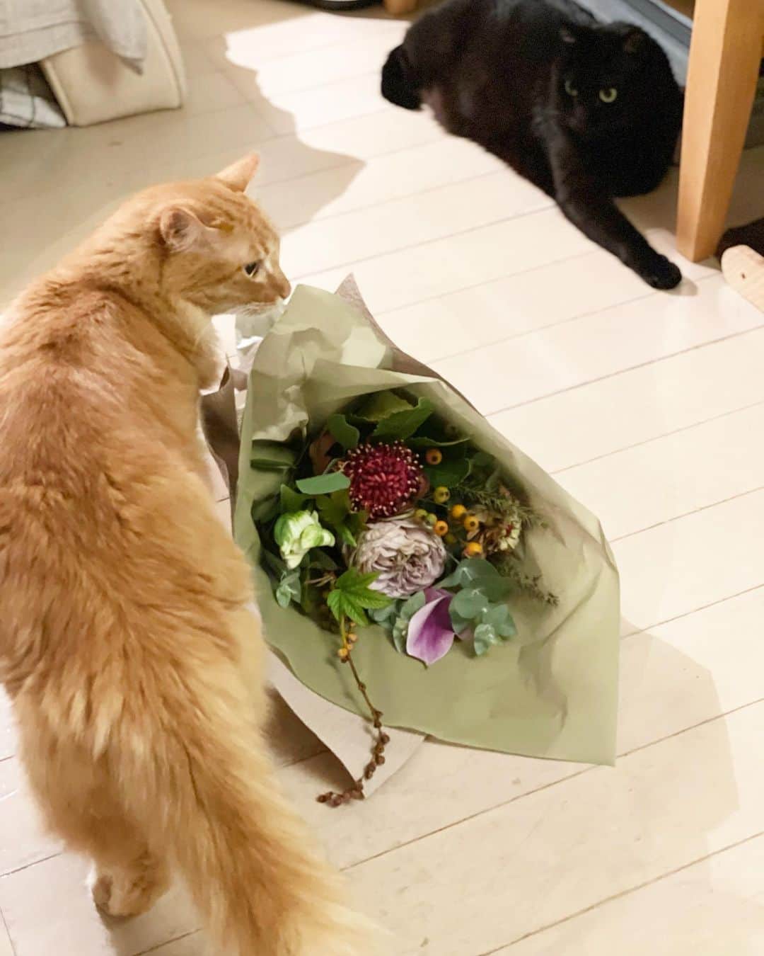 猫沢エミさんのインスタグラム写真 - (猫沢エミInstagram)「🐈‍⬛　ゆぴ吉くん、今日は遅くまで厨房のメンテナンスお疲れさまでした。そうそう、お客さまで伊緒子さんを密かに慕ってらした方からお花が届いてますよ。  🐈　わぁ……綺麗だな。  🐈‍⬛　花というのは、その方を想って贈るもの。その花束は、伊緒子さんそのものの美しさだと思います。  🐈　店長……マタタビワイン、たまには呑みましょうか。  🐈‍⬛　いいですね。そうしましょう。  #喫茶たそがれ　#喫茶たそがれスピンアウトストーリー  #黒猫店長🐈‍⬛ #バイトのゆぴ吉🐈　#伊緒子物語  #ピガ兄　#ユピ坊　#猫沢家の猫兄弟　#イオちゃんフォーエバー」10月19日 1時34分 - necozawaemi
