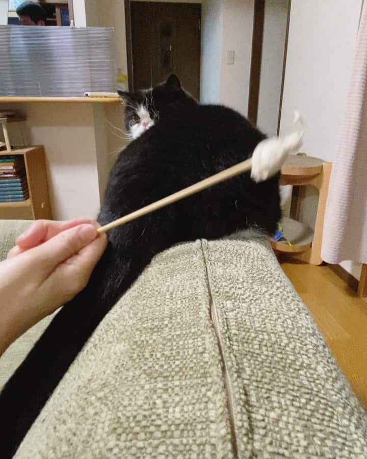 nemuru_catのインスタグラム：「#ルーク  ドタバタ遊ぶるっちゃん お家焼き芋始めました🍠 お芋は焼いても揚げても干しても 美味しいのよね〜 * #ねこ部#cat#cats#neko#猫#catsofinstagram#bestmeow#catlover#ふわもこ部#エキゾチックショートヘア#exoticshorthair#はちわれ」