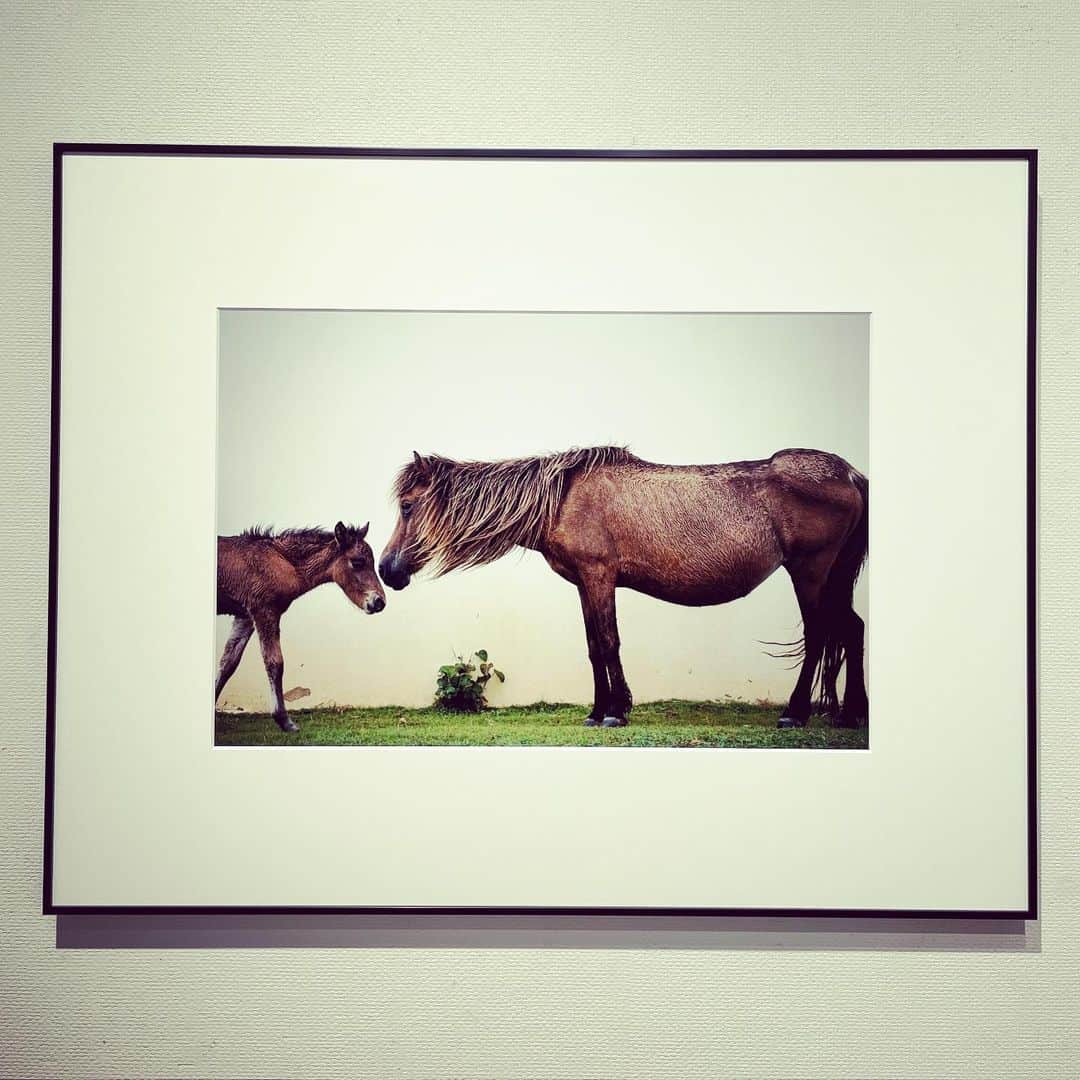 中林美和さんのインスタグラム写真 - (中林美和Instagram)「岡田裕介さんの写真展、 “その背中を風が撫でて-Horses in the wind-”  日本最西端、与那国島。 野生に生きる馬たちがこんなに優しい目をしているなんて。 馬の表情や、瞳や、光、 その瞬間が撮れるまで何時間も待ち続けたという祐介さん。 風や空気や匂いまでこちらに伝わってきて、 とても穏やかな気持ちになりました。 美しかったなあ。  東京会期は終了、 京都写真美術館 ギャラリー・ジャパネスク 11/2～11/7まで。 #岡田祐介#岡田祐介写真展#その背中を風が撫でて @yusukeeokada」10月19日 9時37分 - miwanakabayashi