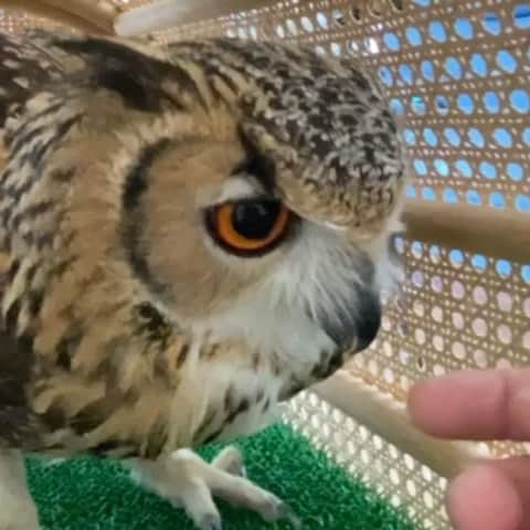 GEN3 Owlのインスタグラム：「怒ると猫みたいにミャーミャー鳴きます。怒るシチュエーションによって鳴き声も変わります。これは「やめてー！やめてよー！」という感じ。本気の本気で怒るとデスヴォイスでグェェ…と鳴いて睨みます。幸い僕にはしたことないですが、そういう一面もあると思って普段から接するようにしてます。  When Garu gets angry, he screams like a cat.  The voice changes depending on the situation where he gets angry.  This is like "Stop it! Stop it!" When he gets really angry, he glares at death voice.  He hasn't done it to me, but ... owls have that aspect as well. Keeping that in mind, I live with Garu.  #owl #owlgaru #フクロウ」