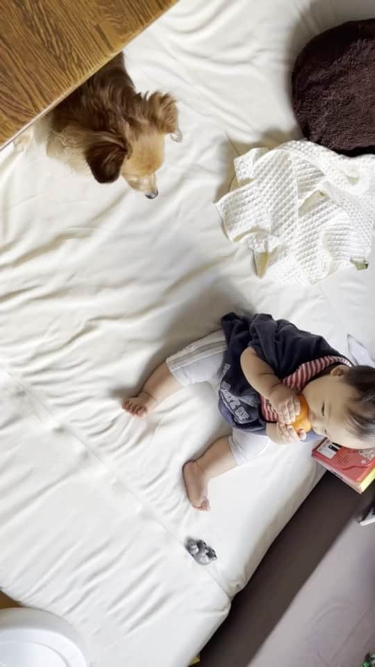 大石ほのかのインスタグラム：「大好きな果物 そのまま食べるのが大好きならいとさん👶ちゃんと🐶にもどーぞするんです😂」