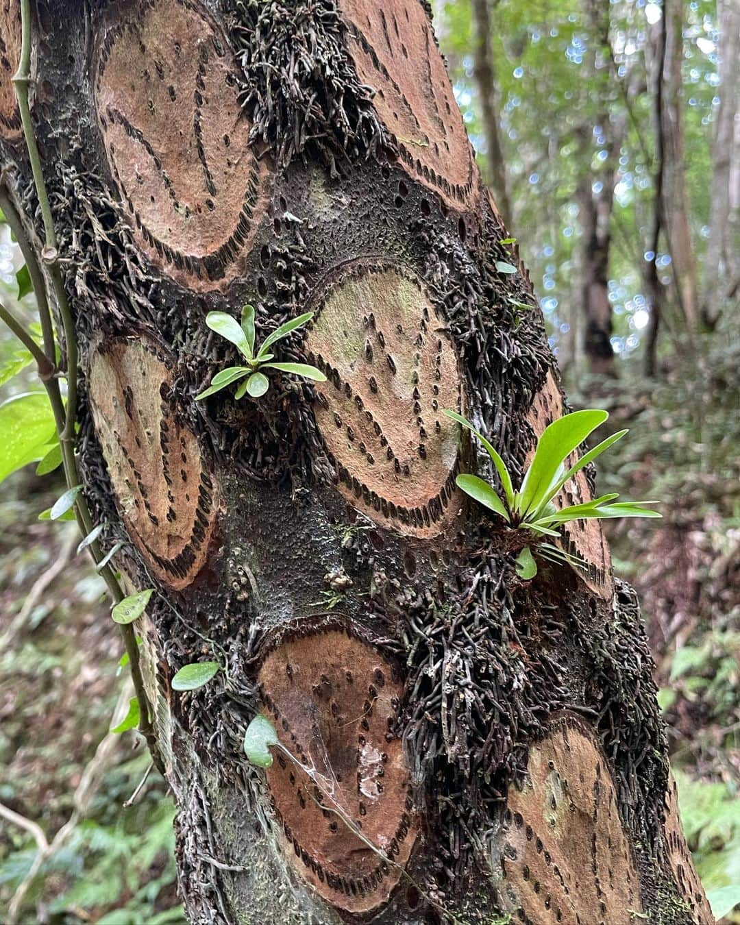 水原希子 さんのインスタグラム写真 - (水原希子 Instagram)「🌿🐌🕷🦋🐾🦉」10月19日 17時37分 - i_am_kiko