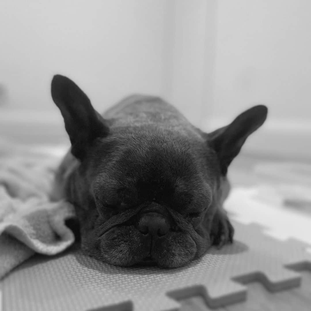 シェール・ロイドのインスタグラム：「Yesterday we said goodbye to Buddy.  Our hearts are absolutely broken. You were such a good boy Bud, the best boy.  Over 9 years of love, we will miss you and remember you forever ♥️」