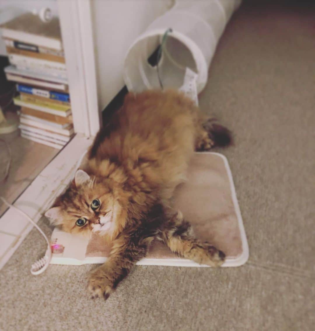 堀田ゆい夏のインスタグラム：「寒くなったので、ぴいなさん用に小さなホットカーペットを出したらご覧の通りです笑🕯✨  ご満悦😅 良かった。  #本当は人間用#確かニトリw#かわいい#ねこのいる生活#今日もありがとう#癒し#catstagram#lovecats」