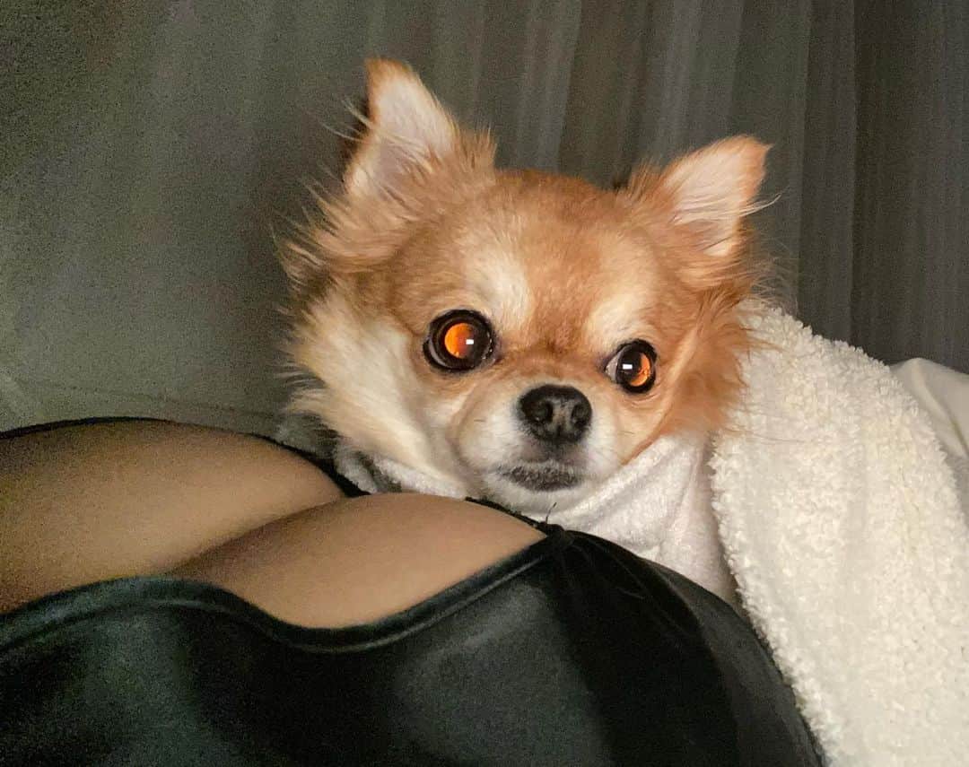 天木じゅんさんのインスタグラム写真 - (天木じゅんInstagram)「. . 私の大切な愛しい 愛犬 コロネちゃん。 @korone_chan1114  いつもこうやって寝るの♡ 極上の幸せをいつも ありがとう☺︎ . . #じゅんコロ #コロネちゃん #愛犬 #チワワ #Chihuahua」10月20日 2時26分 - jun.amaki