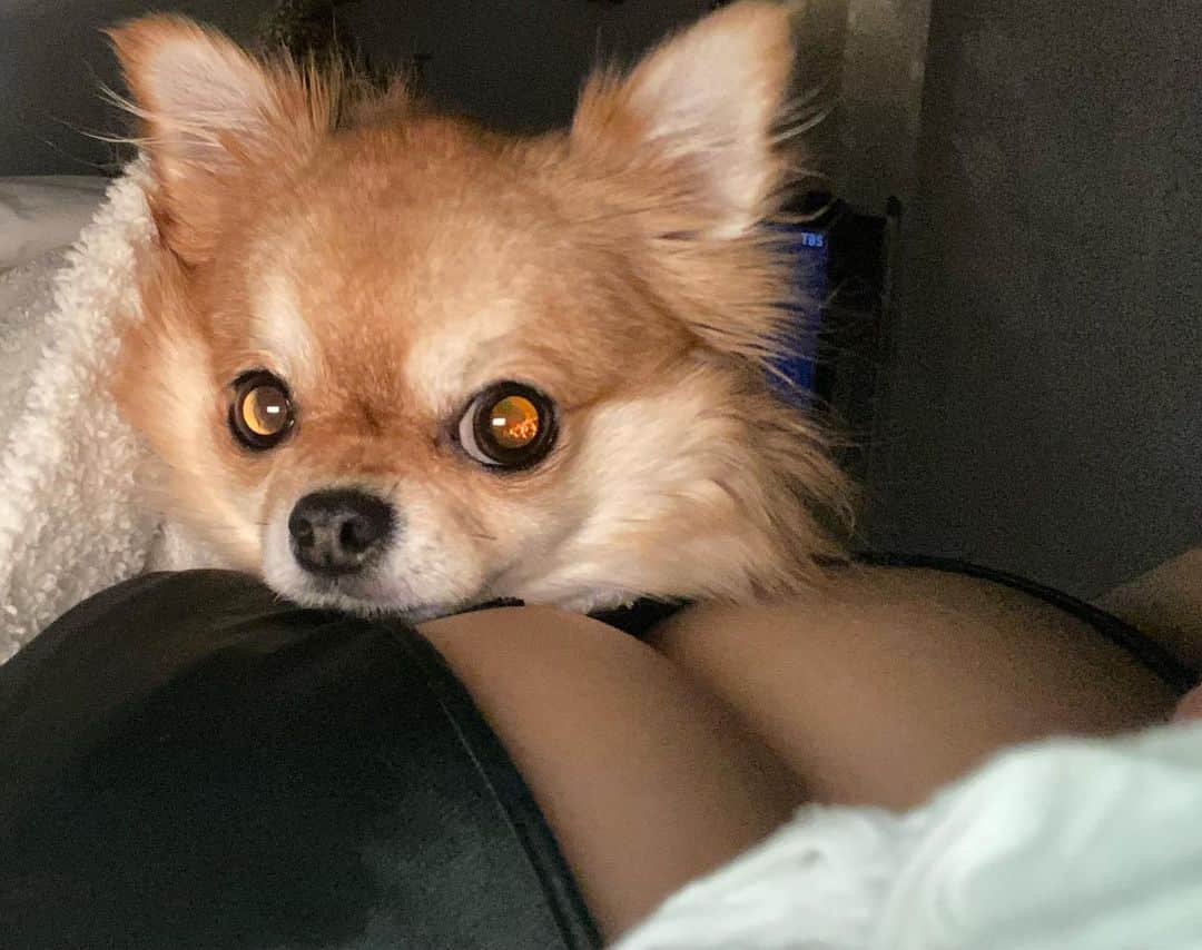 天木じゅんさんのインスタグラム写真 - (天木じゅんInstagram)「. . 私の大切な愛しい 愛犬 コロネちゃん。 @korone_chan1114  いつもこうやって寝るの♡ 極上の幸せをいつも ありがとう☺︎ . . #じゅんコロ #コロネちゃん #愛犬 #チワワ #Chihuahua」10月20日 2時26分 - jun.amaki