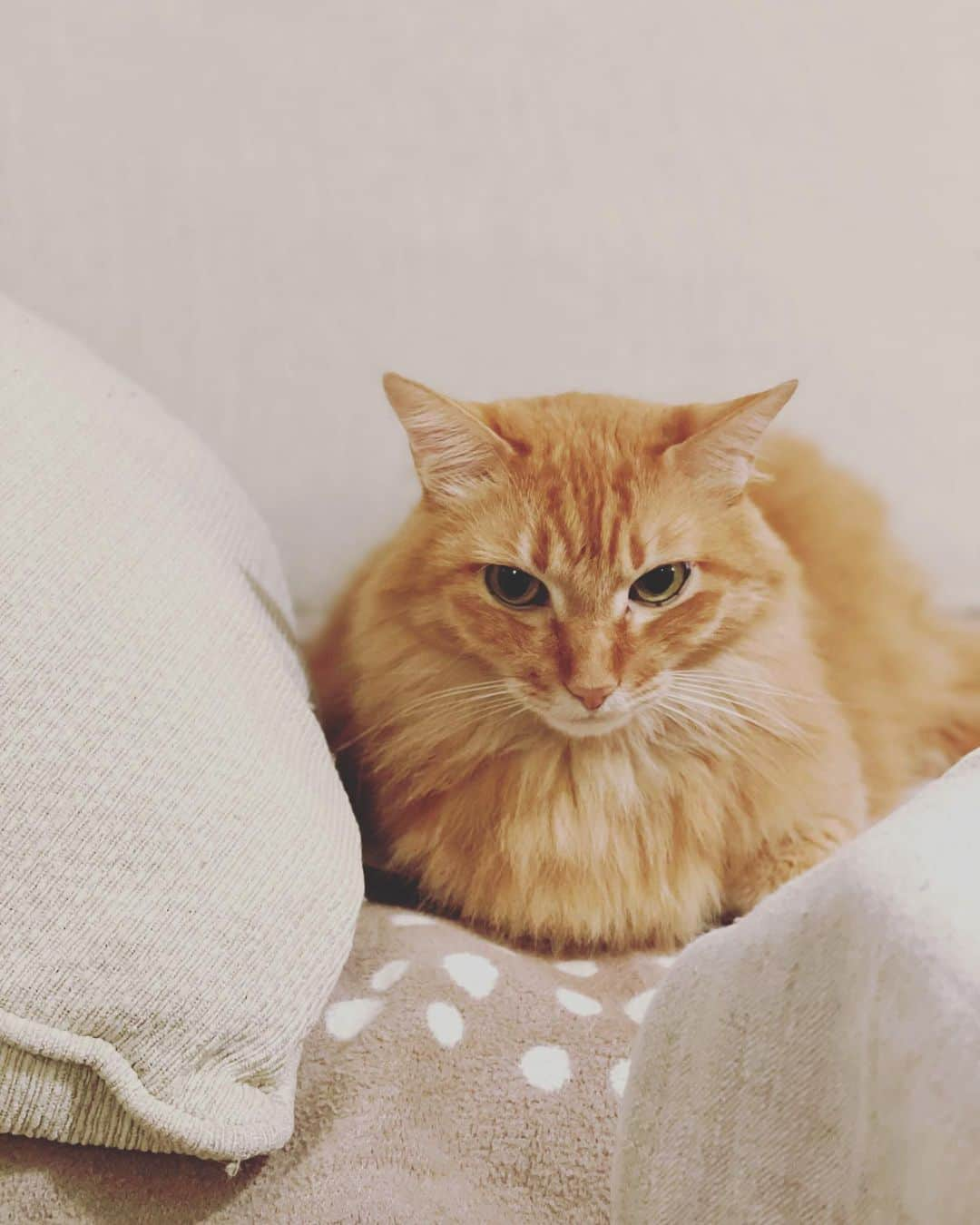 猫沢エミさんのインスタグラム写真 - (猫沢エミInstagram)「ママがさしたる混乱もなく今夜も無事にレッスンを終えてボクはホッとしています。  なんとなく頼りない感じが午後まで続いていたので、今日はずっと傍についていたけど。  ホント、ママってダメなところはてんでダメだから。ちなみにまだサブアカに入れてません。これは、5月に起きたインスタブロックの影響なんだけど。  サブアカに入れたら、そっちでコールします…とのことです。  スットコドッコイですが、今後とも、ママをどうぞよろしくお願いします。  #ユピ坊　#頼もしい猫息子たち」10月19日 21時59分 - necozawaemi