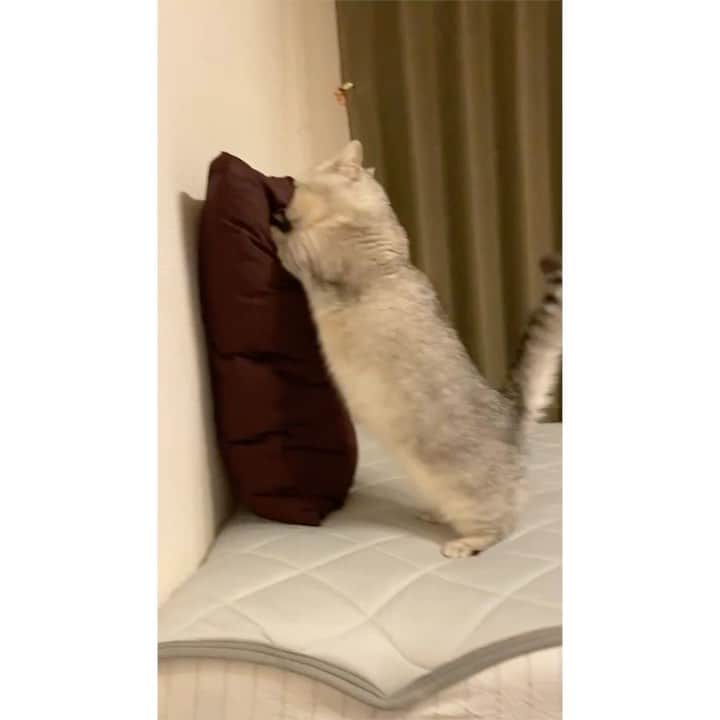 山谷花純のインスタグラム：「私と会えない間に、マッチョな猫になろうとしてる息子まるさん。 会いたいな。ママ頑張る。  #ミヌエット #まるとの生活 #猫がいる生活 #にゃんすたぐらむ」