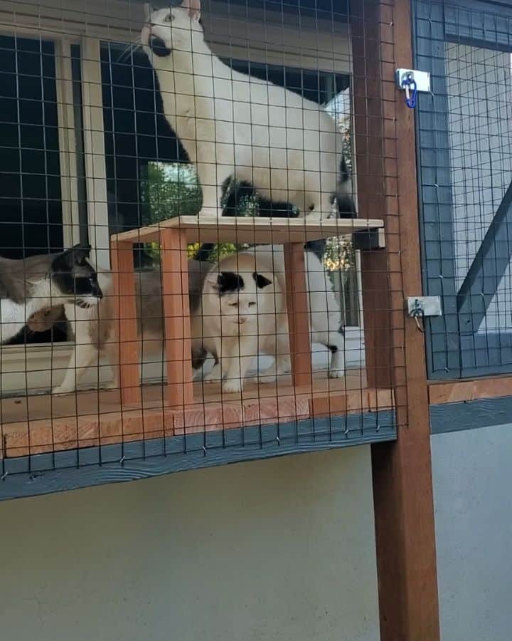 Garyのインスタグラム：「#teamgarytrivia party central edition: Who can always be found in the catio when I'm awakened in the middle of the night?」