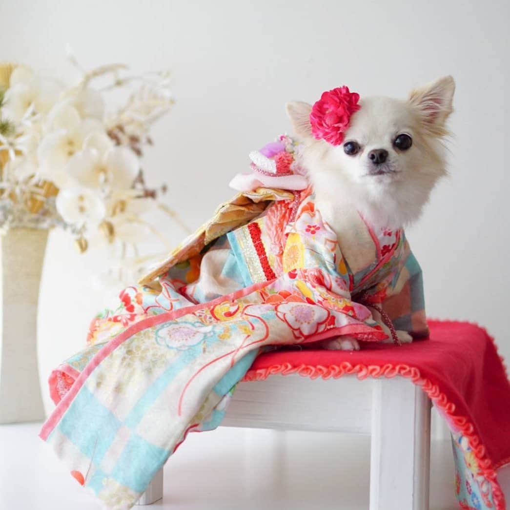 25ans SHOPのインスタグラム：「【写真募集】 エレdog♡きものコンテスト  恒例のペット写真コンテスト、今回のドレスコードはお正月気分を先取りして「きもの」。お気に入りのきものをおしゃれに着こなした愛犬の写真をお送りください！  グランプリに選ばれた方には、軽井沢プリンスホテル イースト（ワンちゃんと泊まれるドッグコテージ）の宿泊券をプレゼント♡  ご応募は25ansから❣️ https://www.25ans.jp/present/a38000347/pet-211020/  応募締切：2021年10月31日(日)   編集部内で審査を行います。 選ばれた写真は25ans 1月号の誌面に掲載します。また、25ansデジタルや当社が運営するSNSに転載する可能性があります。  ＊応募写真は応募者本人が撮影したもの、または撮影者の許可を得たものに限ります。 ＊掲載の有無についてのお問い合わせはご遠慮ください。  #エレdog #エレdogフォトコンテスト #犬の着物 #dogphoto #いぬすたぐらむ #可愛い愛犬 #25ansエレdog #エレドッグ」