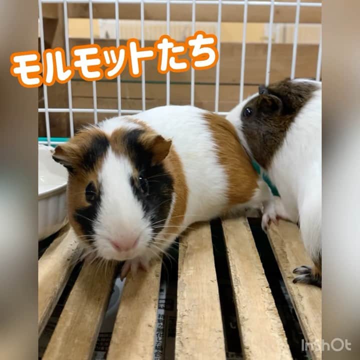 のインスタグラム：「モルモットたちを近くで撮影したく、スマホを近づけすぎました😂 驚かせてごめんね🙇‍♀️💦  #モルモット  #かわいい #癒し  #大阪eco #大阪eco動物海洋専門学校 #動物 #専門学校 #動物飼育 #動物園 #水族館 #飼育員 #ドルフィントレーナー #アクアリスト #動物看護師 #トリマー #ドッグトレーナー #トリミング #犬 #animal #dog」