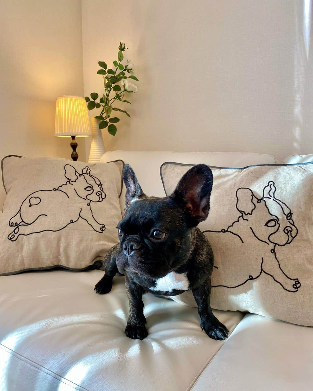 のインスタグラム：「✔︎ さいきん、おさんぽのときにおともだちのママから ⁡ 「リオンちゃんもうすぐおねえちゃんになるね」 ⁡ っていわれるんだけど ⁡ おねえちゃんになるってなに？？ ⁡ おいしいの？？ ⁡ あとね、ママがね ⁡ ラジオをきいてくださったみなさん ⁡ ありがとうございましたって。 ⁡ ママがつりのコラムをかいているさんけいすぽーつさんも ⁡ ラジオのことをきじにしてくれたみたい。 ⁡ さいきんすずしくなったから ⁡ おそとであそぶときも ⁡ ぜんぜんしんどくならないんだ。 ⁡ ぜっこうちょうだよ。 ⁡ リオン ⁡ ⁡ #リオンの成長 #フレンチブルドッグのいる生活  #働くリオン #カンテら #聴いてくださったみなさん #ありがとうございました #radiko にて #来週月曜まで #聴くことができます #個人的には #藤本アナがどんなに素敵な人か #人柄が溢れ出てる回なので #たくさんの方に聴いてもらえると嬉しいです #この2人のカンテらはあと1回なので #お便りお待ちしてます」