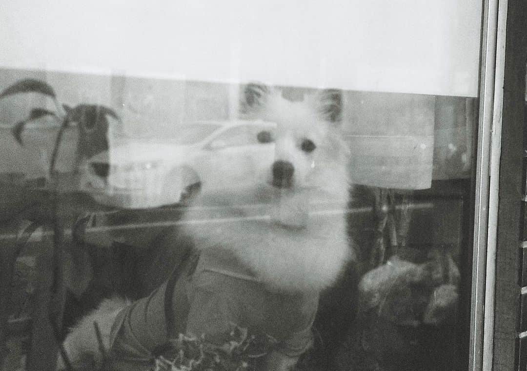 田中裕介さんのインスタグラム写真 - (田中裕介Instagram)「いつかの番犬。」10月20日 13時51分 - tnkusk