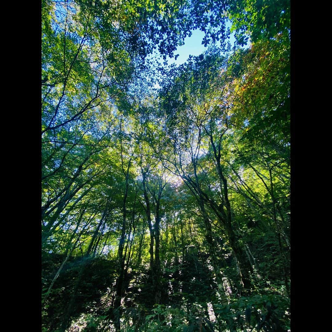 彩香のインスタグラム：「＊ 🌿🌳🌱🪵🍃 RIGHT-ON TIME！〜白神山地 映え映えトレッキング〜で撮った写真たち😌 自然って心穏やかになるし気持ちがいいね♡ ＊ ＊ ＊ #西目屋村 #白神山地 #righton #rightontime #SAiCamera」